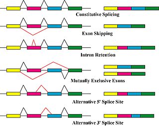 Alternative splicing