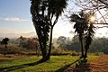 Amanecer Pie de Montaña (Nirgua - Yaracuy)