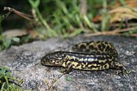 Ambystoma rosaceum 412366.jpg