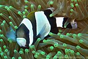 Amphiprion latezonatus, Norfolk