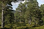 Ancient Caledonian Forest, Glen Tanar - geograph.org.uk - 6992.jpg