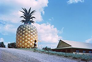 Big Pineapple, Woombye, Queensland QUT-6726-7