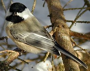 Black capped chickadee cp