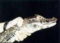 Blackcaiman