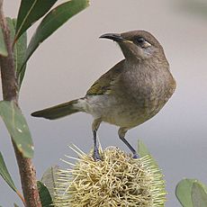 Brown H Banksia