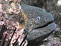 California Moray Eel, San Clemente Island, Channel Islands, California