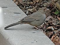 California Towhee RWD4