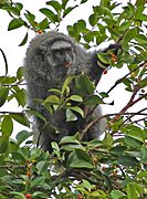 Gray monkey