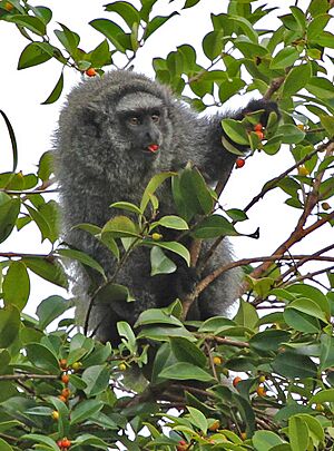 Callicebus melanochir JJK'2.jpg