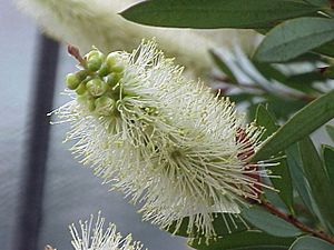 Callistemon pallidus1