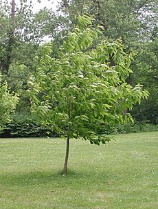 Castanea dentata-field trial2009