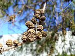 Casuarina cunninghamiana fruit.jpg