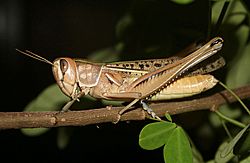 Cataloipus cymbiferus female2