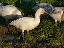 Chen caerulescens 32398.JPG