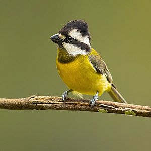 Crested Shrike-tit female - Camden.jpg