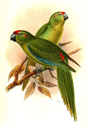 CyanorhamphusSubflavescensKeulemans.jpg