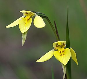 Diuris chryseopsis (Golden Moths). (24370963703).jpg