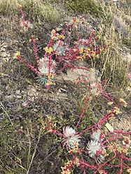 Dudleya candida 3