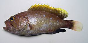 Epinephelus flavolimbatus