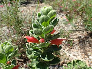 Eremophila splendens 01.jpg