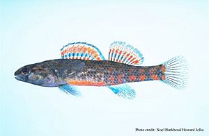 Etheostoma swaini.jpg