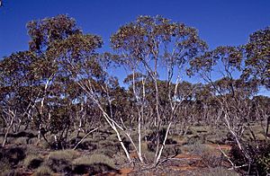 Eucalyptus cyclostoma habit.jpg