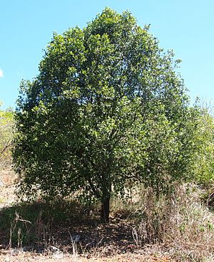 Exocarpos latifolius.jpg