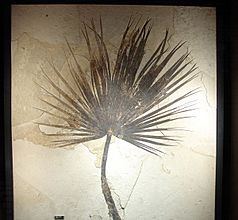 Fossil Sabalites sp palm