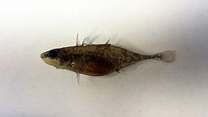 Fourspine Stickleback- Apeltes quadracus.jpg