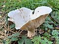 GT Giant Funnel Leucopaxillus giganteus