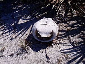 Gopher tortoise shell up