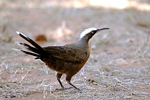 Grey-crowned Babbler 3488