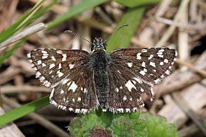 Grizzled skipper (Pyrgus malvae)