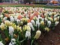 Hyacinths - floriade canberra