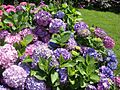 Hydrangeas corner