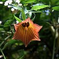 IMG 4218-Canarina canariensis