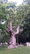 Indian Bean Tree 2015-08-05 19.49.34