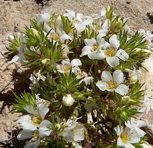 Linanthus demissus 1.jpg