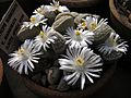 Lithops-marmorata-ssp.-marm