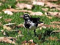 Magpie Lark and prey