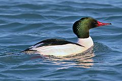 Mergus-merganser-americanus-001.jpg