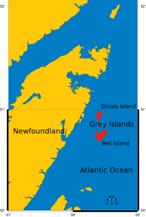 Newfoundland Grey isl