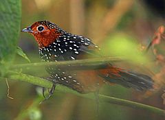 Ocellated Tapaculo (Acropternis orthonyx).jpg