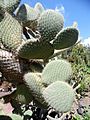 Opuntia hyptiacantha kz2