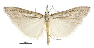 Orocrambus sophistes (male).jpg