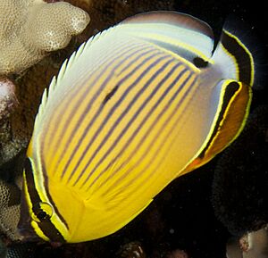 Oval Butterflyfish.jpg