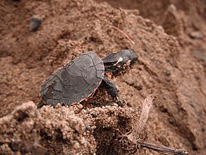 PaintedTurtleHatchling