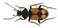 Panagaeus cruxmajor bl