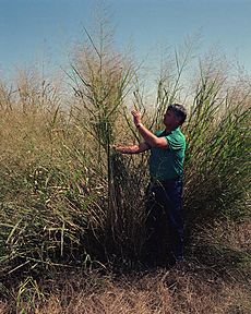 Panicum virgatum