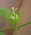 Passiflora bud